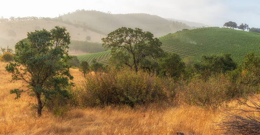 Why Buy California Olive Oil?
